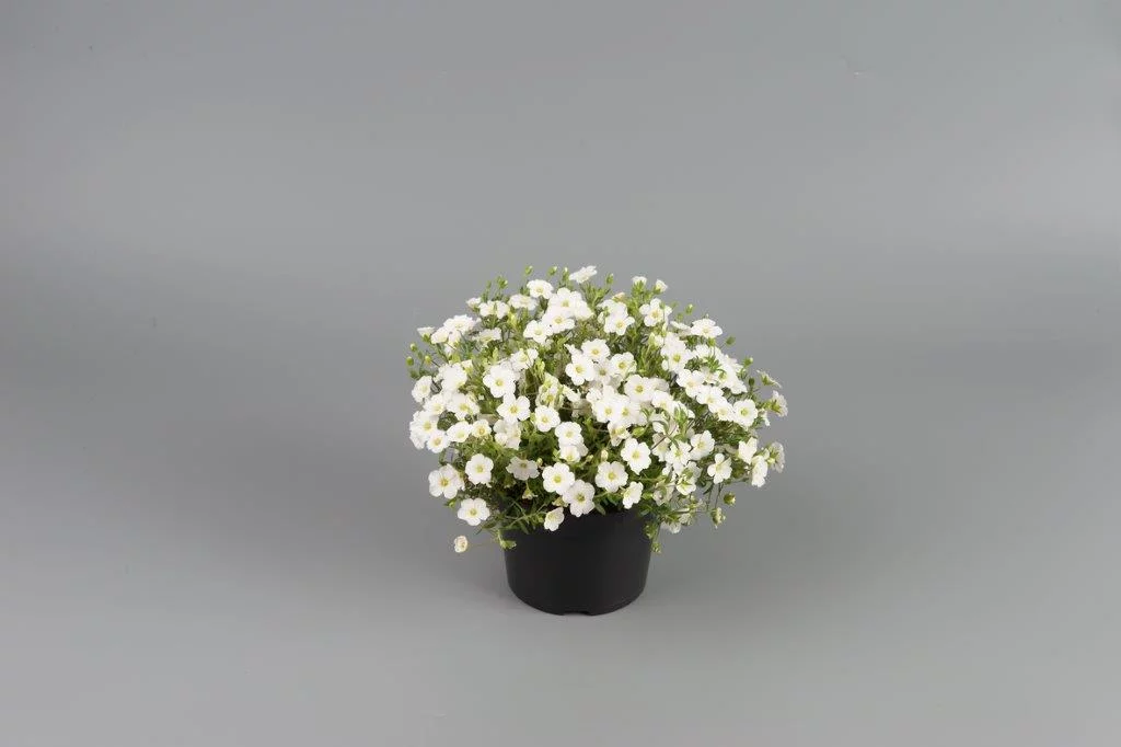 Piaskowiec górski ‘White’