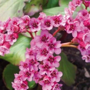 Bergenia sercowata ‘ Rotblum’