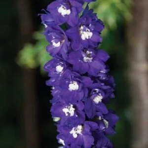 Ostróżka ogrodowa 'Dark Blue White Bee'