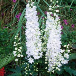 Delphinium-cultorum-Pacific-Giants-Galahad_11586_1