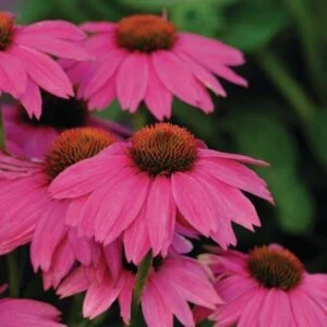 Jeżówka purpurowa 'Pow Wow Wild Berry'