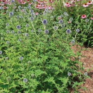 Przegorzan tauryjski ‘Blue Globe’