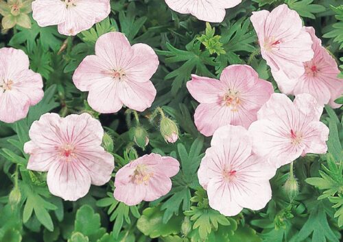 Bodziszek ‘Vision Pink’