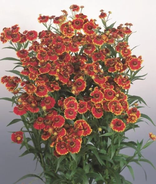 Dzielżan ‘Helena Red Shades’