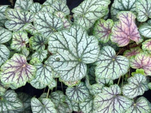 Żurawka ‘ Peppermint Spice’