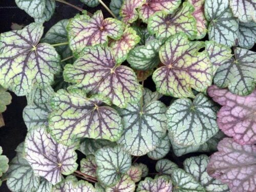 Żurawka ‘ Peppermint Spice’ - obrazek 2
