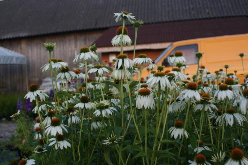 Jeżówka purpurowa ‘Alba’ - obrazek 3