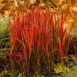 Imperata Red Baron