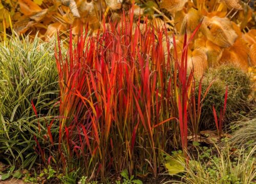 Imperata Red Baron