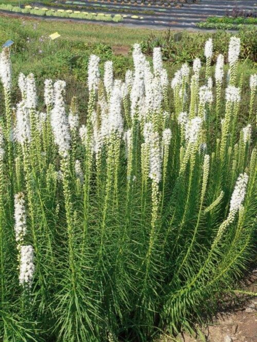 Liatra kłosowa 'Floristan White'