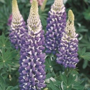 Łubin trwały 'Legendary Blue Shades'