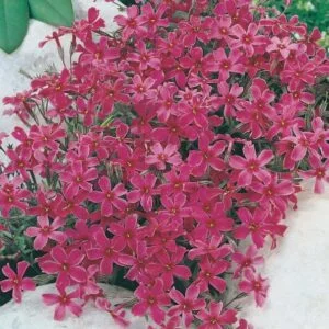 Floks szydlasty ' Atropurpurea'