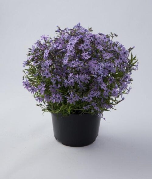 Floks szydlasty 'Fabulous Dark Blue '