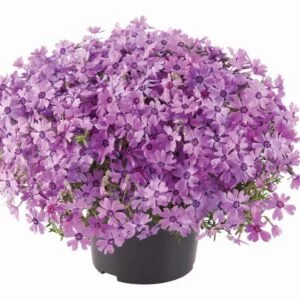 Floks szydlasty 'Fabulous Rose'