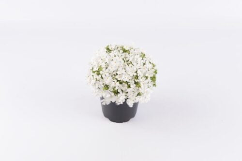 Floks szydlasty 'Fabulous White'