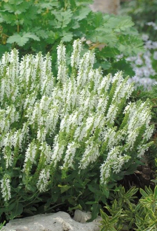 Szałwia omszona 'Sensation  Compact White'