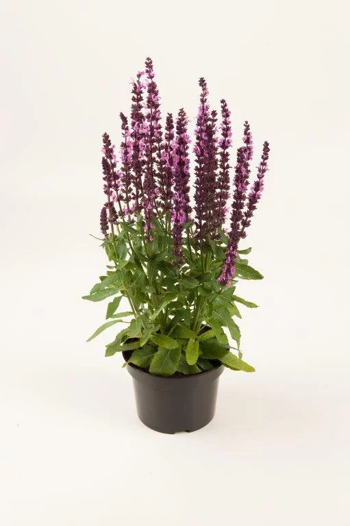 Szałwia omszona 'Synchro Pink'