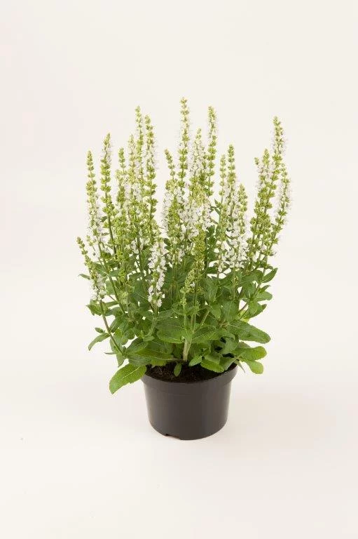 Szałwia omszona 'Synchro White'