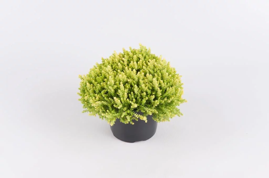 Rozchodnik ostry 'Aurea' - obrazek 2