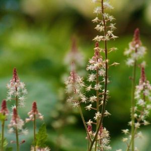 Tiarella Spring Symphony