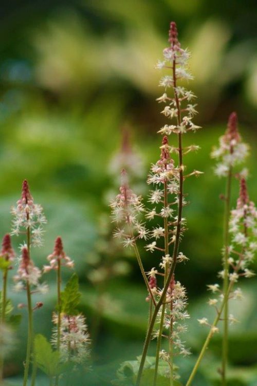 Tiarella Spring Symphony