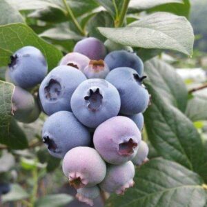 Vaccinium corymbosum _Bluecroop_