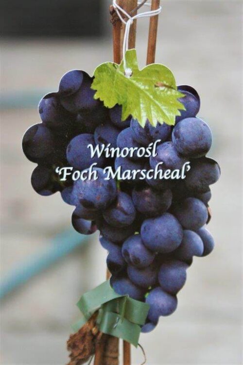 Winorośl Foch Marscheal