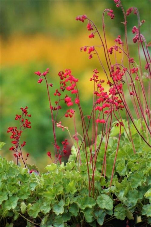 Żurawka Ruby Bells