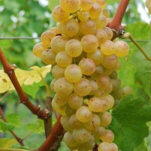 Winorośl 'Bianco'