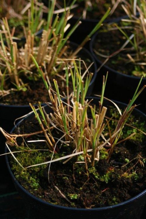 miskant Yakushima Dwarf