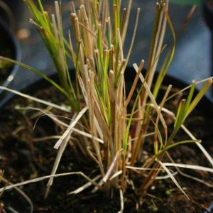 Miskant Yakushima Dwarf