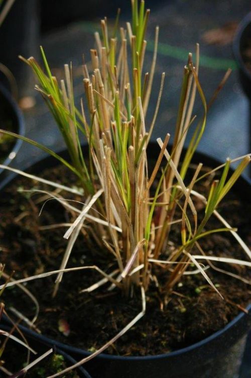 Miskant Yakushima Dwarf