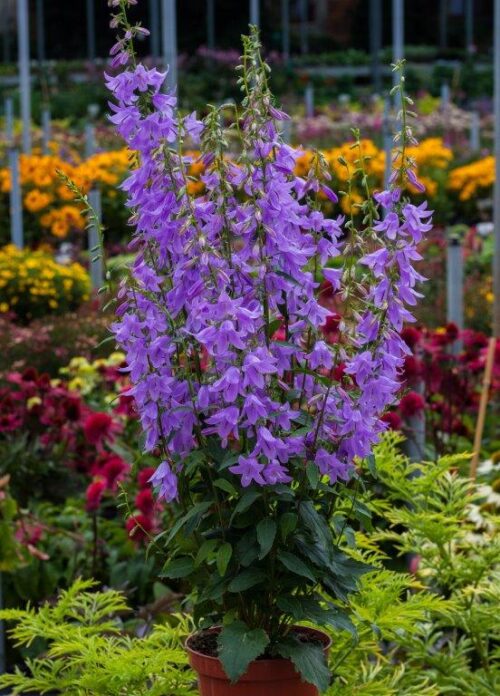 Dzwonek  ‘Gaudi Violet’