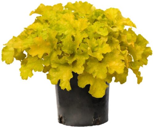 Żurawka ‘Lemon Supreme’