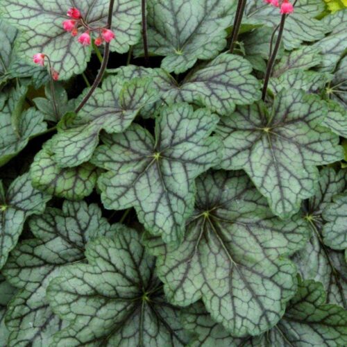 Żurawka ‘Little Cutie Peppermint’ - obrazek 2