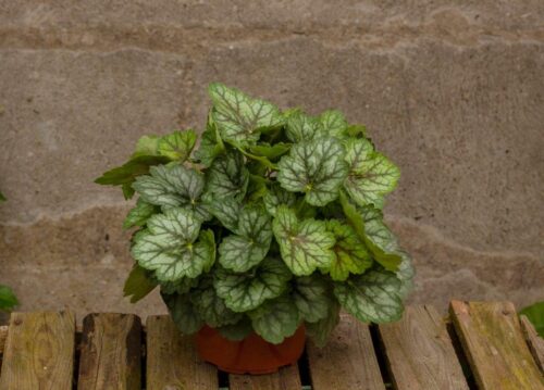Żurawka ‘Little Cutie Peppermint’