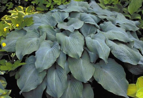 Funkia ‘Blue Angel’