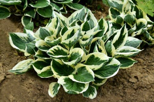 Funkia ‘Patriot’