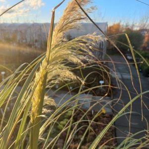 Trawa pampasowa 'White Plume'