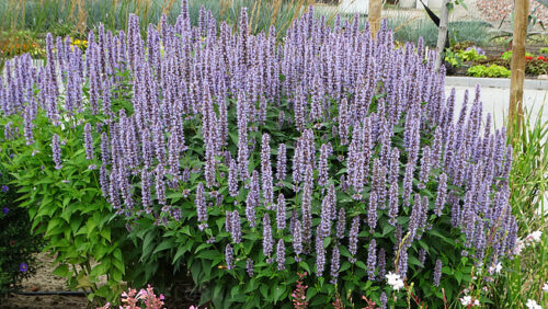 Kłosowiec ‘Blue Fortune’