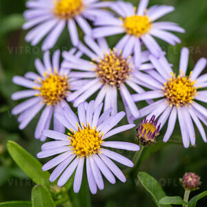 Aster ageratoides ‘Adustus Nanus’