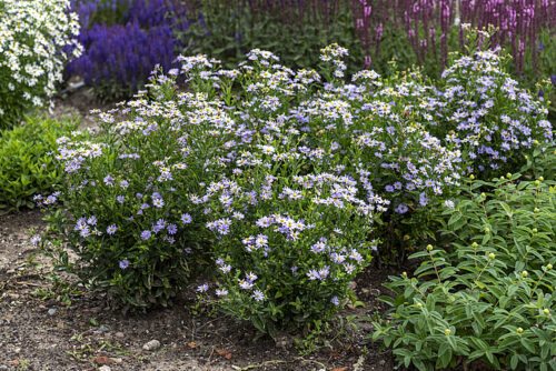 Aster ageratoides ‘Adustus Nanus’