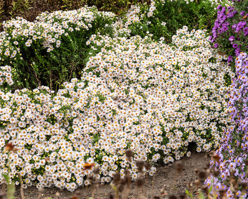 Aster dumosus ‘Schneekissen’