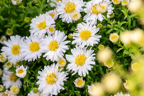 Aster dumosus ‘Schneekissen’