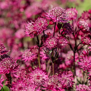 Astrantia major ‘Astra Red’