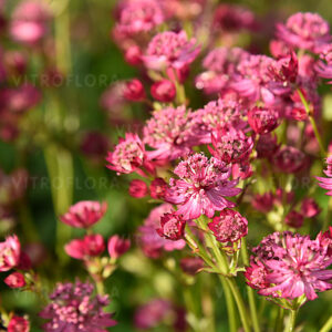 Astrantia major ‘Cerise Button’