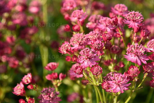 Astrantia major ‘Cerise Button’