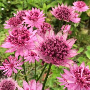 Astrantia major ‘Roma’