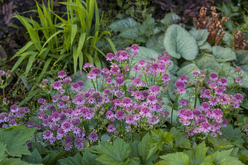 Astrantia major ‘Roma’