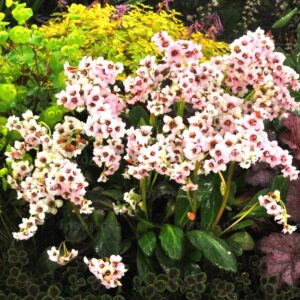 Bergenia x hybrida ‘Dragonfly Angel Kiss’